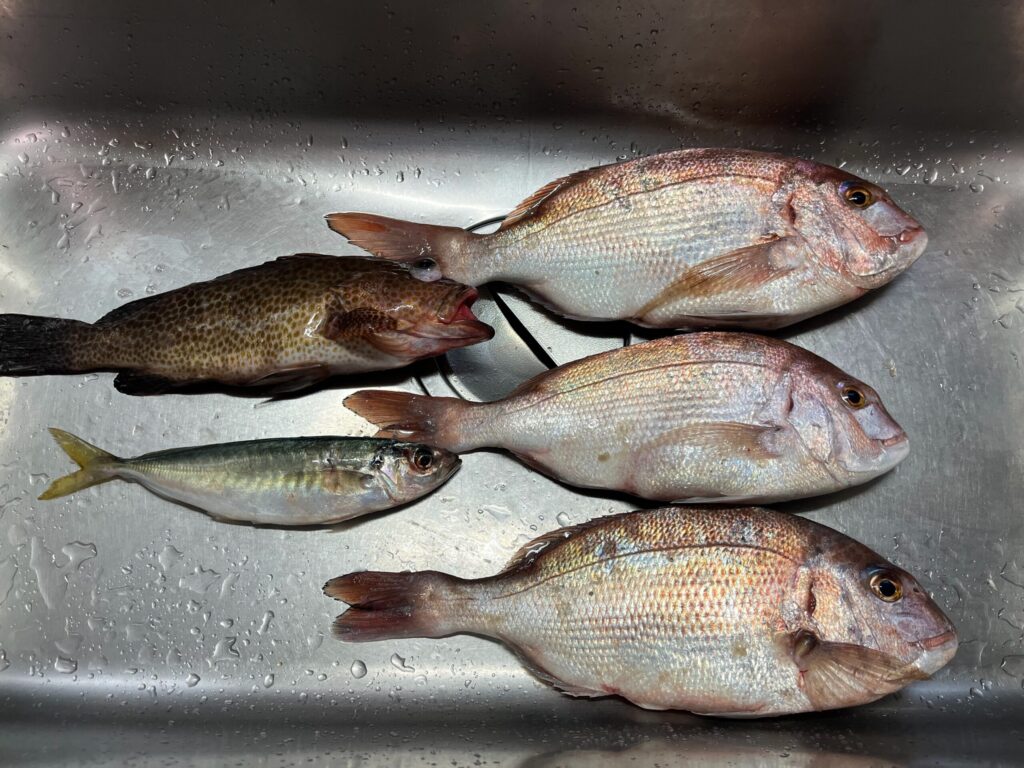 鯛・オオモンハタ・アジ